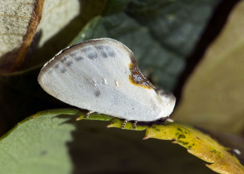 Cilix hispanica, Drepanidae